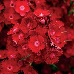 Rockin' Red Dianthus Seeds