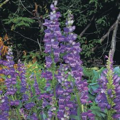 Rocky Mountain Penstemon Seeds