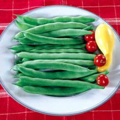 Roma II Bean Seeds