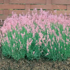 Rosea Lavender Seeds