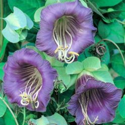 Royal Plum Cathedral Bells Vine Seeds