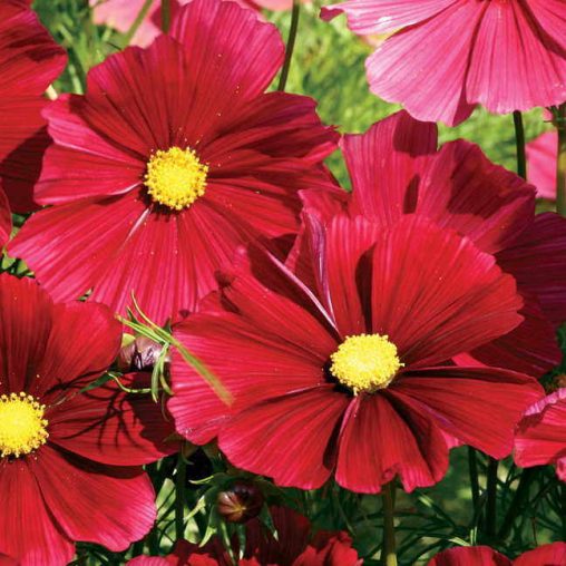 Rubenza Cosmos Seeds - Image 2
