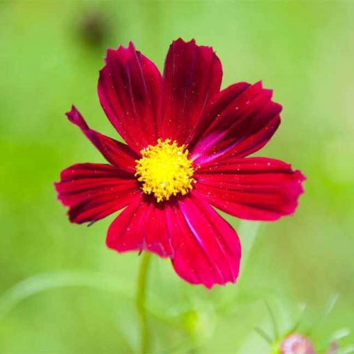 Rubenza Cosmos Seeds - Image 3