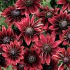 Rudbeckia Cherry Brandy Seed