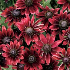 Rudbeckia Cherry Brandy Seed