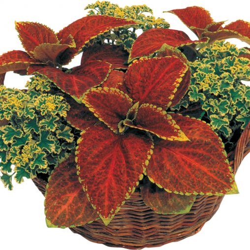 Rustic Red Giant Exhibition Coleus Seeds - Image 3