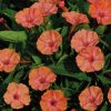 Salmon Sunset Four-O'Clock Flower Seeds