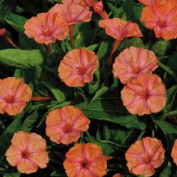 Salmon Sunset Four-O'Clock Flower Seeds