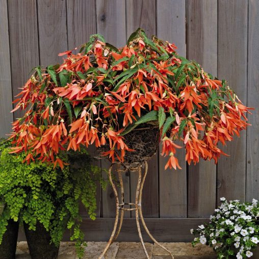San Francisco Begonia Seeds - Image 3