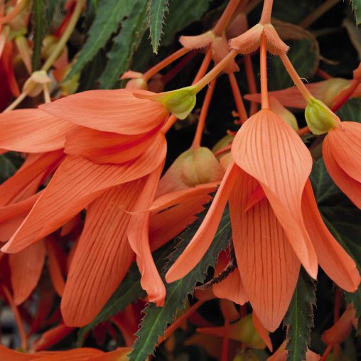 San Francisco Begonia Seeds - Image 4