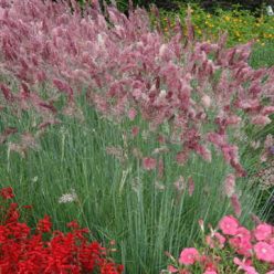 Savannah Melinis Ornamental Grass Seeds
