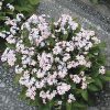 Savoie Boreal Forget-Me-Not Seeds