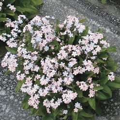 Savoie Boreal Forget-Me-Not Seeds