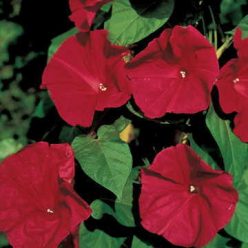 Scarlet O'Hara Morning Glory Seeds