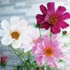 Sea Shells Mix Cosmos Organic Seeds