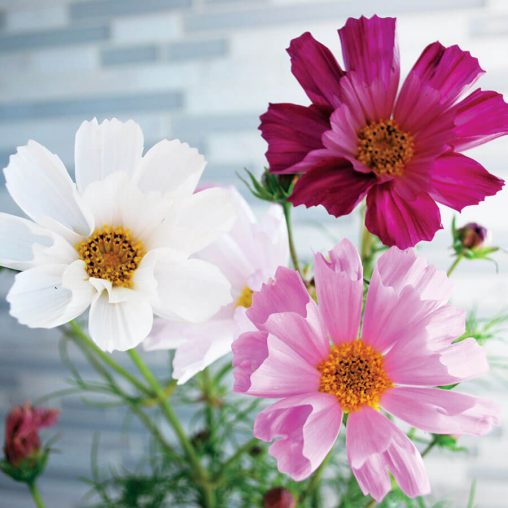 Sea Shells Mix Cosmos Organic Seeds