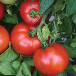 Season Starter Hybrid Tomato Seeds
