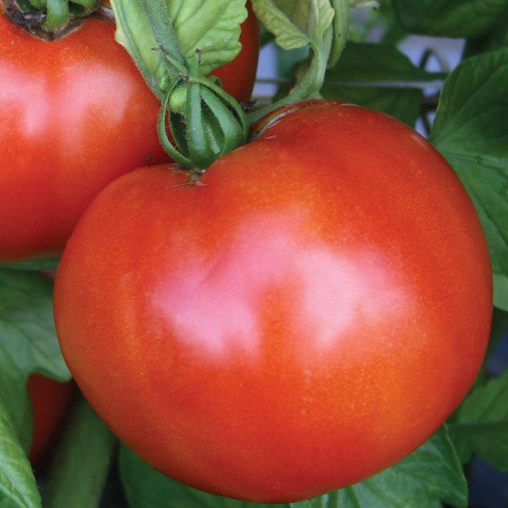 Season Starter Hybrid Tomato Seeds - Image 3