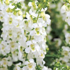 Serena White Angelonia Seeds