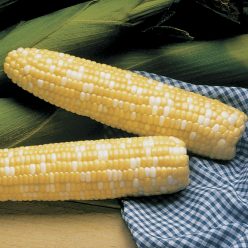 Serendipity Triplesweet Hybrid Sweet Corn Seeds