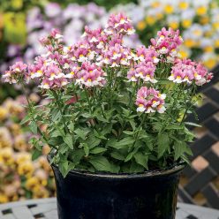 Seventh Heaven Lavender Bicolour Hybrid Nemesia Seeds