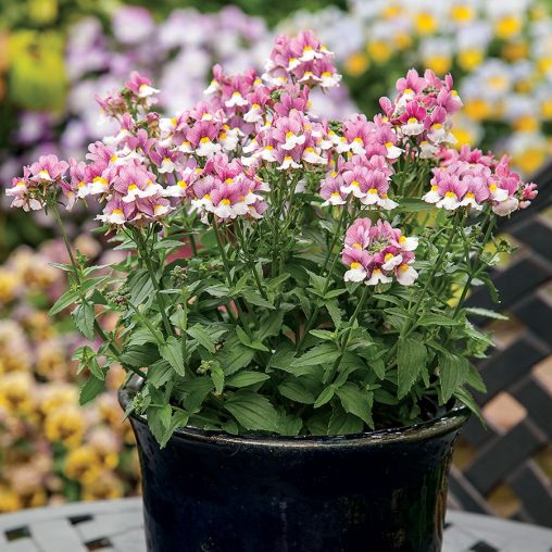 Seventh Heaven Lavender Bicolour Hybrid Nemesia Seeds - Image 2