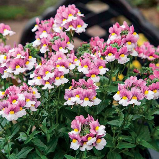Seventh Heaven Lavender Bicolour Hybrid Nemesia Seeds - Image 3
