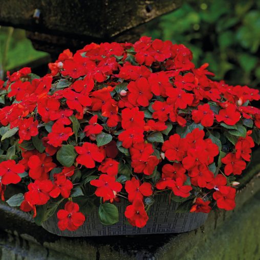 Shady Lady II Cherry Red Hybrid Impatiens Seeds - Image 3