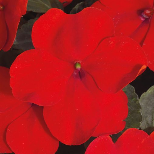 Shady Lady II Cherry Red Hybrid Impatiens Seeds - Image 4