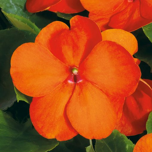Shady Lady II Orange Hybrid Impatiens Seeds - Image 3