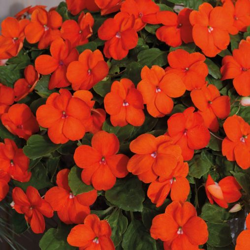 Shady Lady II Orange Hybrid Impatiens Seeds - Image 4