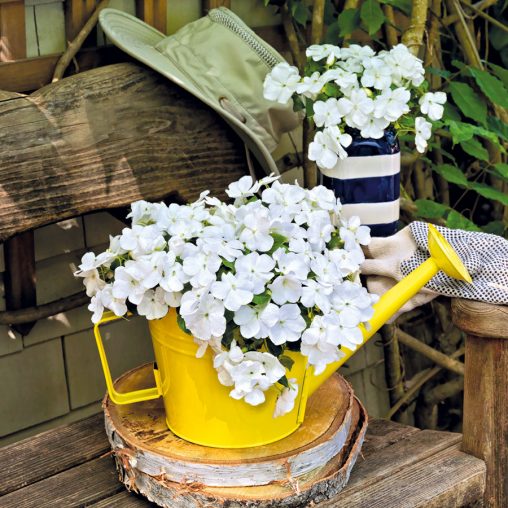 Shady Lady II White Hybrid Impatiens Seeds - Image 3