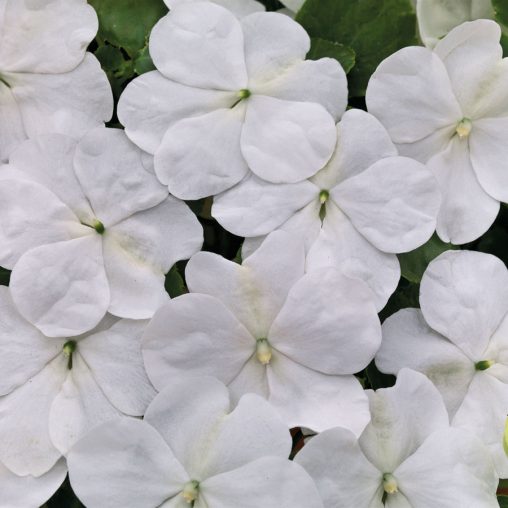 Shady Lady II White Hybrid Impatiens Seeds - Image 4