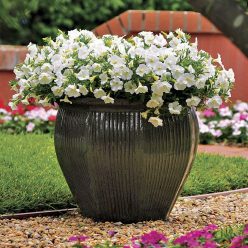 Shock Wave Coconut Petunia Seeds