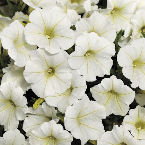 Shock Wave Coconut Petunia Seeds - Image 3