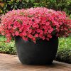 Shock Wave Coral Crush Petunia Seeds
