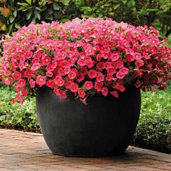 Shock Wave Coral Crush Petunia Seeds
