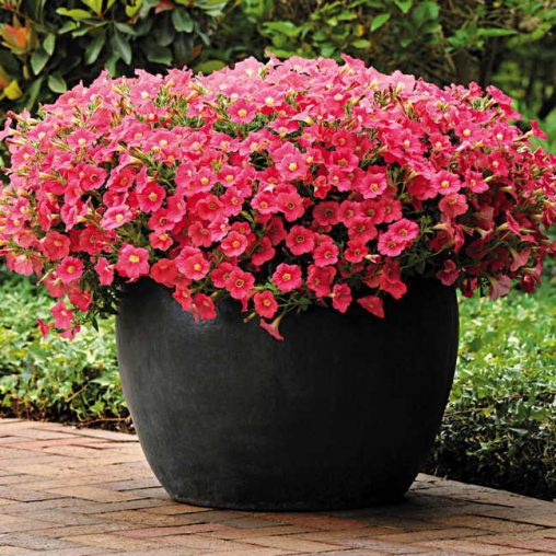 Shock Wave Coral Crush Petunia Seeds