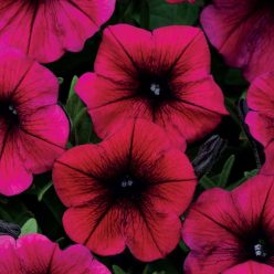 Shock Wave Deep Purple Petunia Seeds  of 10 seeds