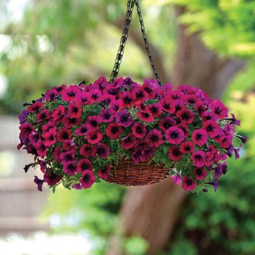 Shock Wave Deep Purple Petunia Seeds  of 10 seeds - Image 2