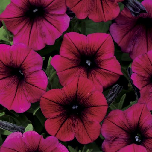 Shock Wave Deep Purple Petunia Seeds  of 10 seeds - Image 3