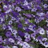 Shock Wave Denim Shades Petunia Seeds