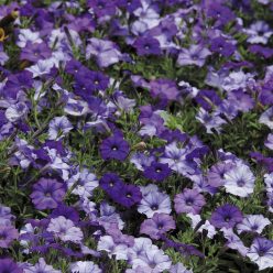 Shock Wave Denim Shades Petunia Seeds