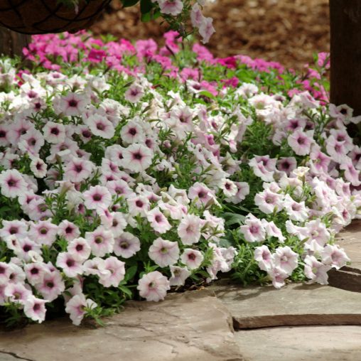 Shock Wave Pink Vein Petunia Seeds - Image 4