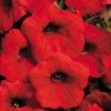 Shock Wave Red Petunia Seeds  of 10 seeds