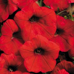 Shock Wave Red Petunia Seeds  of 10 seeds