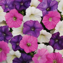 Shock Wave Spark Mix Petunia Seeds
