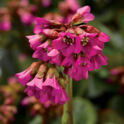 Shoeshine Rose Bergenia Seeds