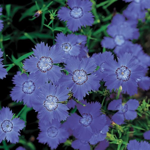 Siberian Blues Dianthus Seeds - Image 2