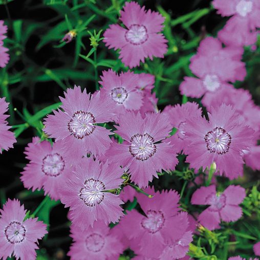 Siberian Blues Dianthus Seeds - Image 3